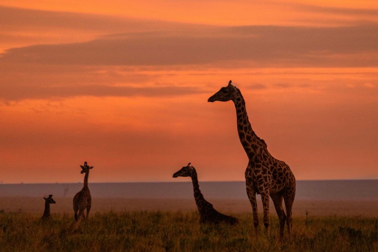 087 Masai Mara, giraffen.jpg